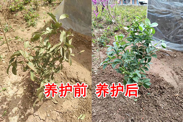 【案例分享】陕西榆林树苗恢复