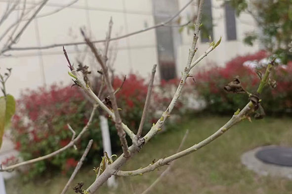 【案例分享】安徽安庆工程回芽的桂花树发新芽