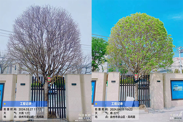 【案例分享】快活林大树营养液苗木复壮1