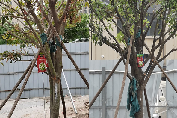 【案例分享】快活林大树营养液苗木复壮2