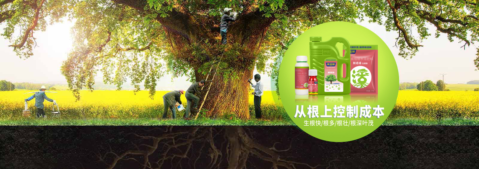 成为移栽养护能手